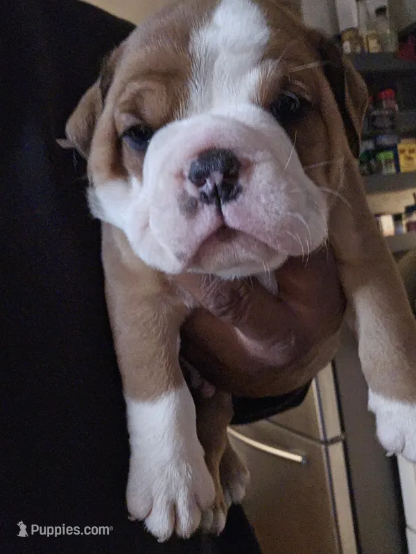 Avenger – English Bulldog puppy for sale in Fairfield, CA