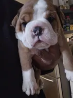 Avenger, a male English Bulldog for sale in Fairfield, CA – 2 of 4