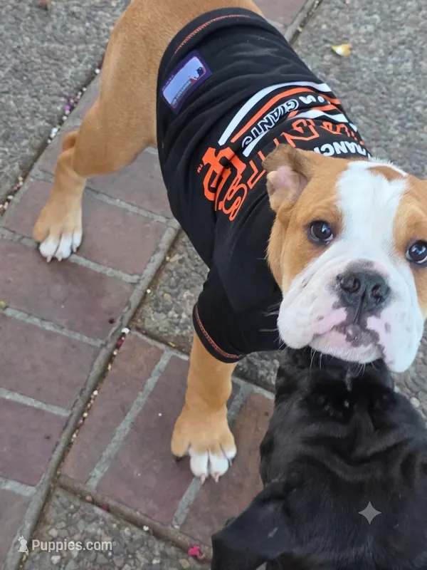 Jr Oakie  – English Bulldog puppy for sale in Fairfield, CA