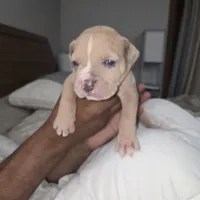 Merle , a male American Bulldog for sale in Fairfield, CA – 3 of 5
