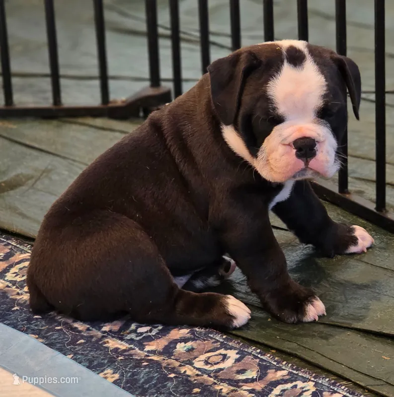 Panada  – English Bulldog puppy for sale in Fairfield, CA