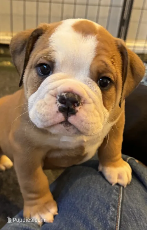 Avenger – English Bulldog puppy for sale in Fairfield, CA