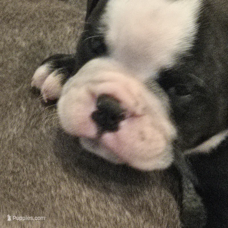 Panada  – English Bulldog puppy for sale in Fairfield, CA