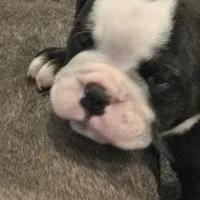 Panada , a male English Bulldog for sale in Fairfield, CA – 1 of 2