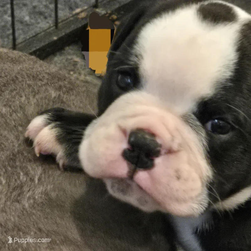 Panada  – English Bulldog puppy for sale in Fairfield, CA