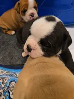 Panada , a male English Bulldog for sale in Fairfield, CA – 2 of 2
