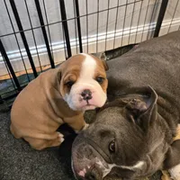 Avenger, a male English Bulldog for sale in Fairfield, CA – 2 of 2