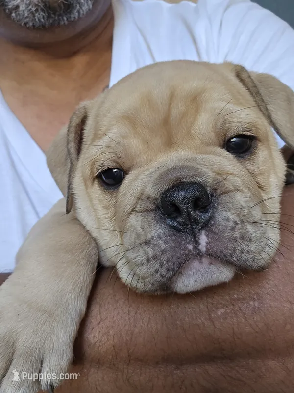 Sable – English Bulldog puppy for sale in Fairfield, CA