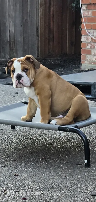 Jr Oakie  – English Bulldog puppy for sale in Fairfield, CA