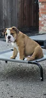 Jr Oakie , a male English Bulldog for sale in Fairfield, CA – 1 of 9