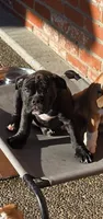 Raven, a male English Bulldog for sale in Fairfield, CA – 3 of 9
