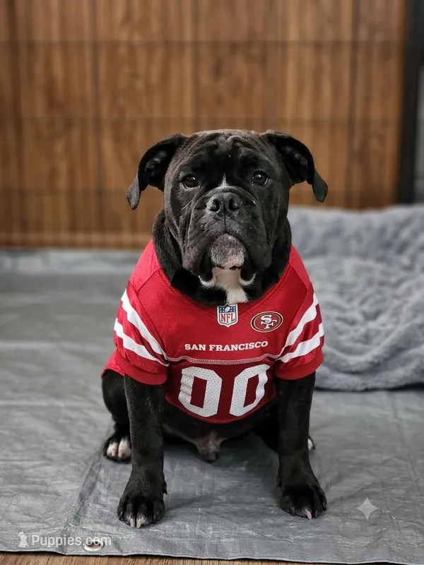 Raven – English Bulldog puppy for sale in Fairfield, CA