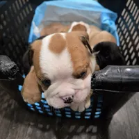 Jr Oakie , a male English Bulldog for sale in Fairfield, CA – 2 of 3