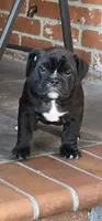 Raven, a male English Bulldog for sale in Fairfield, CA – 3 of 9