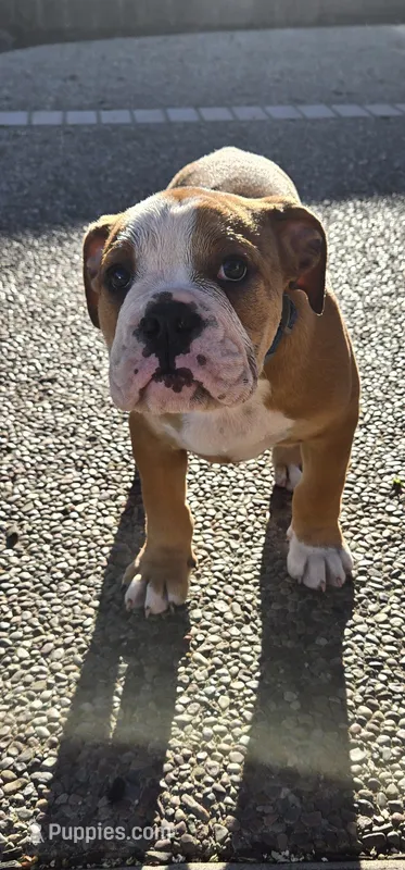 Jr Oakie  – English Bulldog puppy for sale in Fairfield, CA