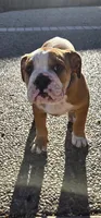 Jr Oakie , a male English Bulldog for sale in Fairfield, CA – 2 of 9