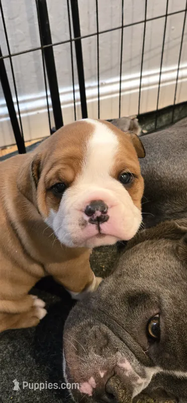 Avenger – English Bulldog puppy for sale in Fairfield, CA