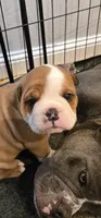 Avenger, a male English Bulldog for sale in Fairfield, CA – 1 of 2