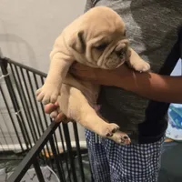 Sable, a male English Bulldog for sale in Fairfield, CA – 2 of 2
