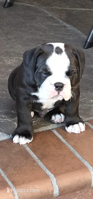 Panada  – English Bulldog puppy for sale in Fairfield, CA