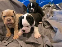 Half face, a male Olde English Bulldogge for sale in Fairfield, CA – Photo 3 of 4