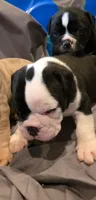 Button , a male Olde English Bulldogge for sale in Fairfield, CA – Photo 5 of 7