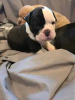 Button , a male Olde English Bulldogge for sale in Fairfield, CA – Photo 6 of 7