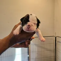 Half face, a male Olde English Bulldogge for sale in Fairfield, CA – Photo 1 of 4