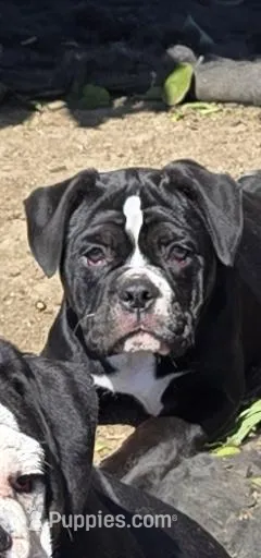 Twinkie – Olde English Bulldogge puppy for sale in Fairfield, CA