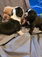 White Line , a female Olde English Bulldogge for sale in Fairfield, CA – Photo 8 of 8