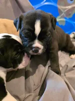 White Line , a female Olde English Bulldogge for sale in Fairfield, CA – Photo 7 of 8