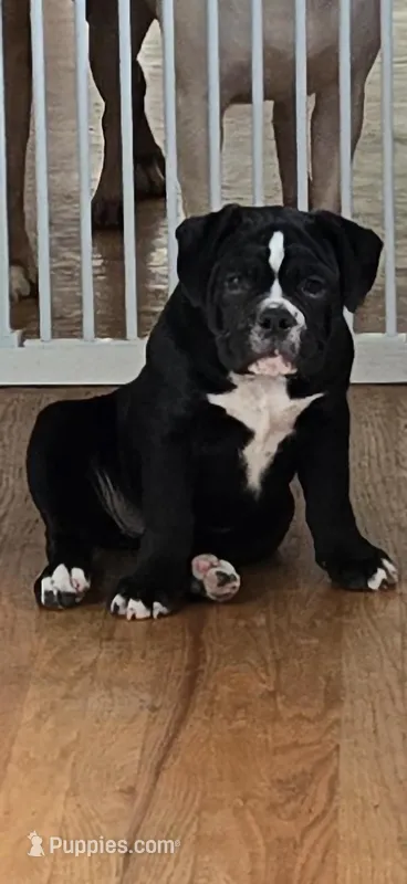 Twinkie – Olde English Bulldogge puppy for sale in Fairfield, CA