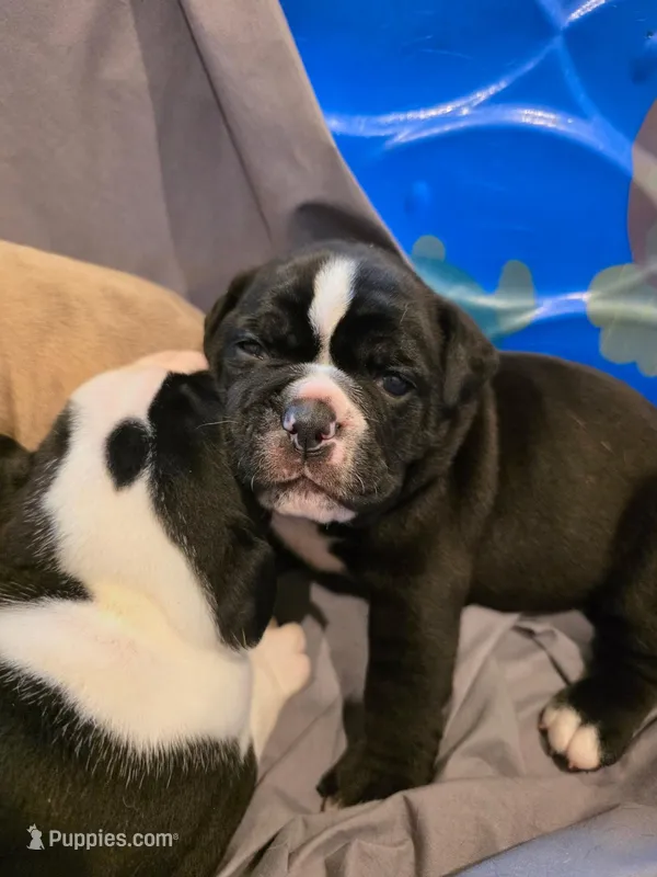 White Line , a female Olde English Bulldogge for sale in Fairfield, CA – Photo 1 of 8