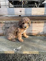 Mocha, a female Miniature Aussiedoodle for sale in West Valley, NY – 2 of 5