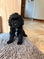 Evie, a female Poodle - Miniature  and Miniature Aussiedoodle for sale in West Valley, NY – 1 of 4