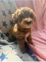 Mocha, a female Miniature Aussiedoodle for sale in West Valley, NY – 5 of 5