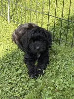 Evie, a female Poodle - Miniature  and Miniature Aussiedoodle for sale in West Valley, NY – 3 of 4