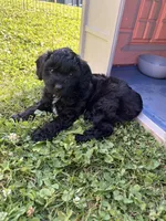 Evie, a female Poodle - Miniature  and Miniature Aussiedoodle for sale in West Valley, NY – 2 of 4