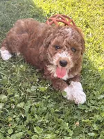Dottie, a female Poodle - Miniature  and Miniature Aussiedoodle for sale in West Valley, NY – 3 of 5