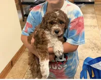 Dottie, a female Poodle - Miniature  and Miniature Aussiedoodle for sale in West Valley, NY – 4 of 5