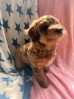 Mocha, a female Miniature Aussiedoodle for sale in West Valley, NY – 4 of 5