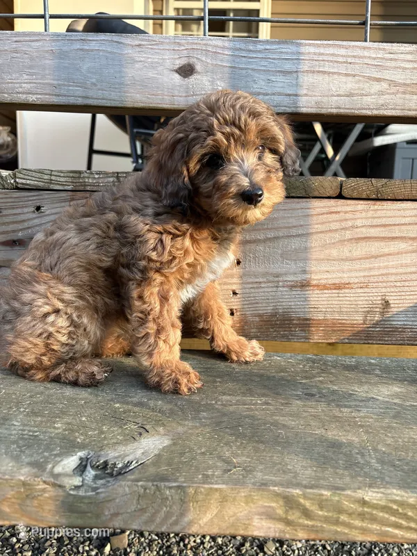 Mocha – Miniature Aussiedoodle puppy for sale in West Valley, NY