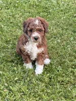 Dottie, a female Poodle - Miniature  and Miniature Aussiedoodle for sale in West Valley, NY – 5 of 5
