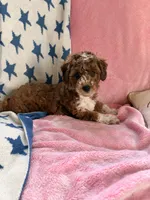 Dottie, a female Poodle - Miniature  and Miniature Aussiedoodle for sale in West Valley, NY – 2 of 5