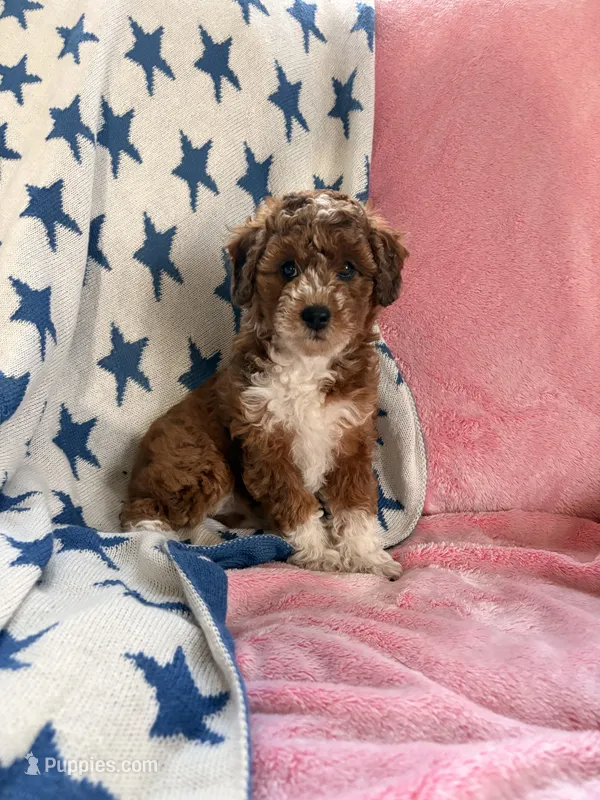 Dottie – Poodle - Miniature , Miniature Aussiedoodle puppy for sale in West Valley, NY