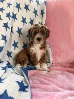 Dottie, a female Poodle - Miniature  and Miniature Aussiedoodle for sale in West Valley, NY – 1 of 5