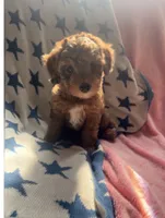 Mocha, a female Miniature Aussiedoodle for sale in West Valley, NY – 3 of 5