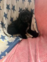 Evie, a female Poodle - Miniature  and Miniature Aussiedoodle for sale in West Valley, NY – 4 of 4