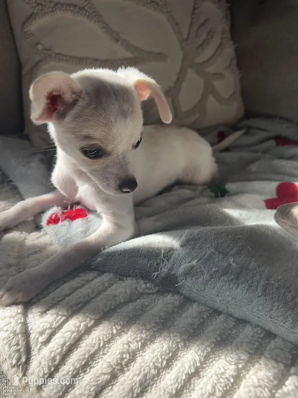 Coco  – Chihuahua puppy for sale in Happy Valley, OR