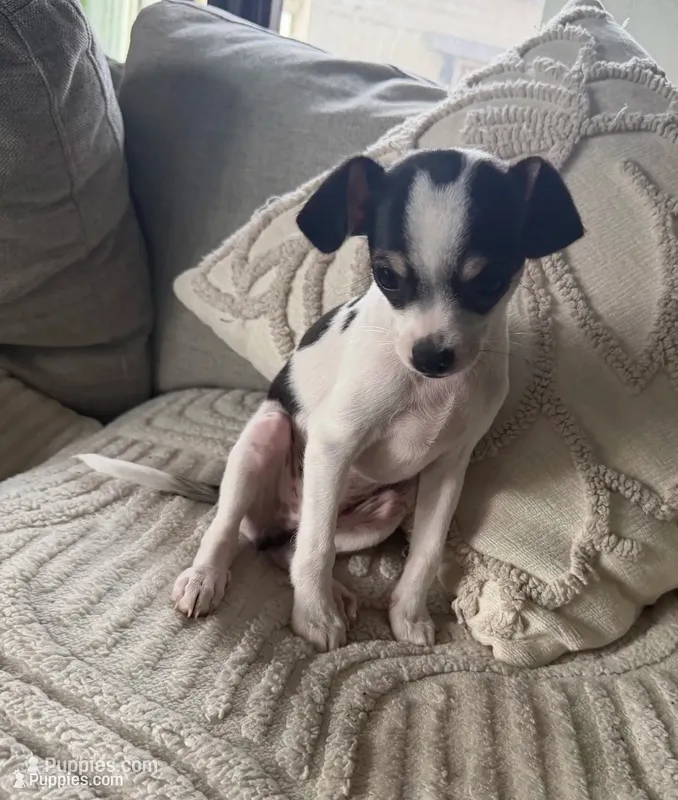 Mister  – Cocker Spaniel, Chihuahua puppy for sale in Happy Valley, OR